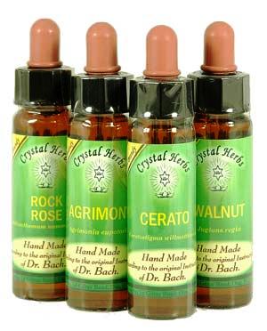 Star of Bethlehem (Αγριόκρινο)