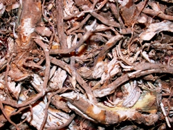 Ρίζα Αλθαίας (Althea)