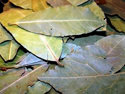 Φύλλα Δάφνης (Bay Leaf)