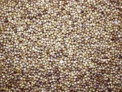 Κόλιανδρος (Coriander)