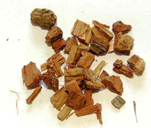 Φλοιός Βελανιδιάς ( Oak Bark)