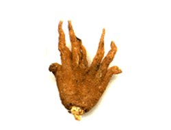 Η Ρίζα του Τυχερού Χεριού