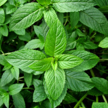 Έλαιο Δυόσμου