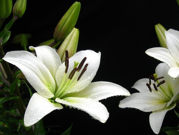 Έλαιο Χώρου Λευκός Κρίνος