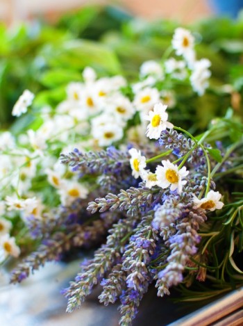 Έλαιο Χώρου Χαμομήλι με Λεβάντα