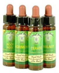 Impatiens (Ανυπόμονα)