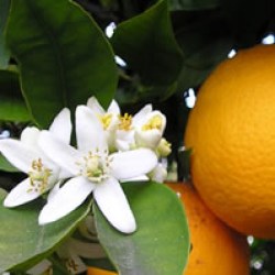 Έλαιο Neroli