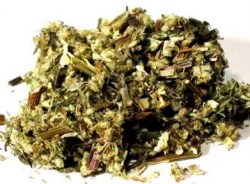 Αψιθιά (Mugwort)