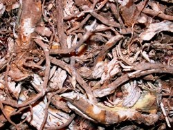 Ρίζα Αλθαίας (Althea)