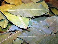 Φύλλα Δάφνης (Bay Leaf)