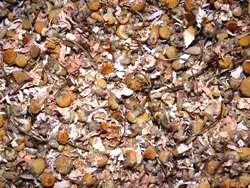 Χαμομήλι (Chamomile)