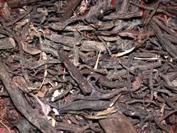 Σύμφυτο Ρίζα (Comfrey)