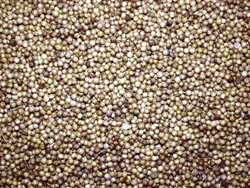 Κόλιανδρος (Coriander)