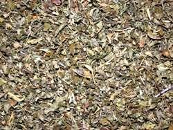 Νταμιάνα (Damiana)