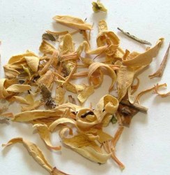 Άνθη Πορτοκαλιάς