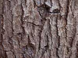 Φλοιός Αμυγδαλιάς (Almond Tree Bark)