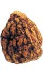 Μεγάλη Ρίζα Ιωάννη του Κατακτητή