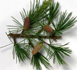 Έλαιο Κέδρου