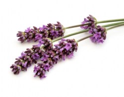 Έλαιο Λεβάντας