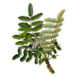 Έλαιο Λιβανιού