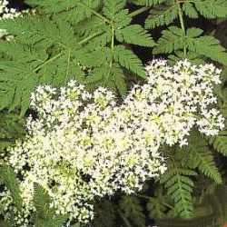 Έλαιο Μύρου