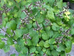 Έλαιο Πατσουλί