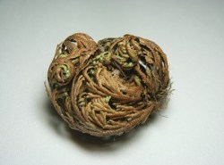 Το Ρόδο της Ιεριχούς