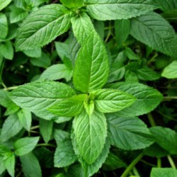 Έλαιο Δυόσμου