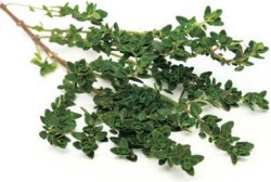 Έλαιο Θυμαριού