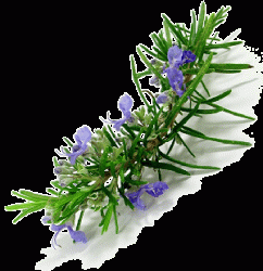 Έλαιο Δεντρολίβανου