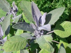 Έλαιο Φασκόμηλου