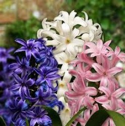 Έλαιο Χώρου Υάκινθος