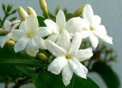 Έλαιο Χώρου Γιασεμί