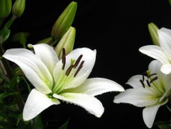 Έλαιο Χώρου Λευκός Κρίνος