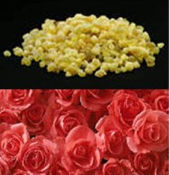 Έλαιο Χώρου Λιβάνι με Τριαντάφυλλο