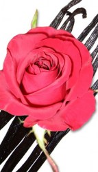 Έλαιο Χώρου Vanilla Rose