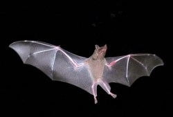 Κοκκαλάκι της νυχτερίδας